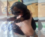 Small Photo #4 Doberman Pinscher Puppy For Sale in CORONA, CA, USA