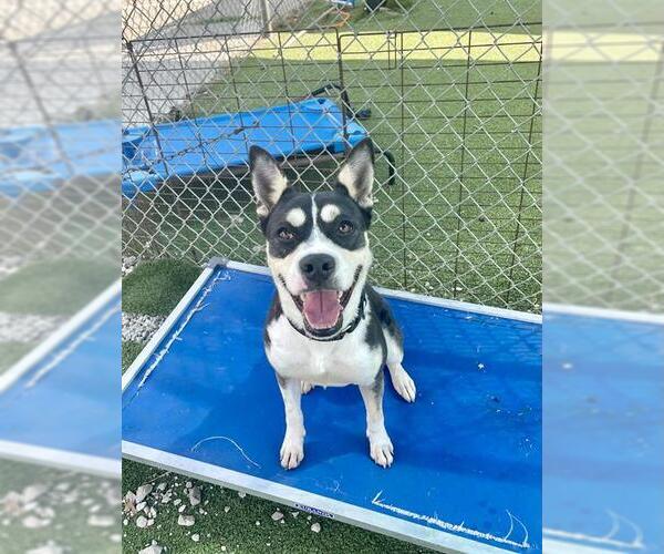 Medium Photo #2 Border Collie-Siberian Husky Mix Puppy For Sale in Pasadena, TX, USA