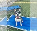 Small #1 Border Collie-Siberian Husky Mix