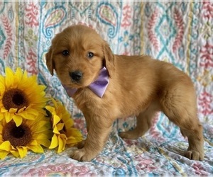 Golden Retriever Puppy for sale in LANCASTER, PA, USA