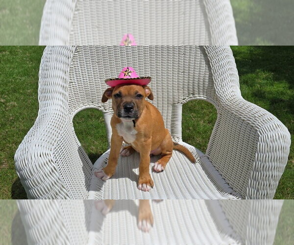 Medium Photo #1 Boxer-Unknown Mix Puppy For Sale in Austin, TX, USA