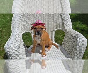 Boxer-Unknown Mix Dogs for adoption in Austin, TX, USA