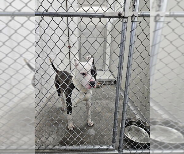 Medium Photo #1 Mutt Puppy For Sale in Temple, TX, USA