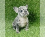 Small Photo #3 French Bulldog Puppy For Sale in FISHER ISLAND, FL, USA