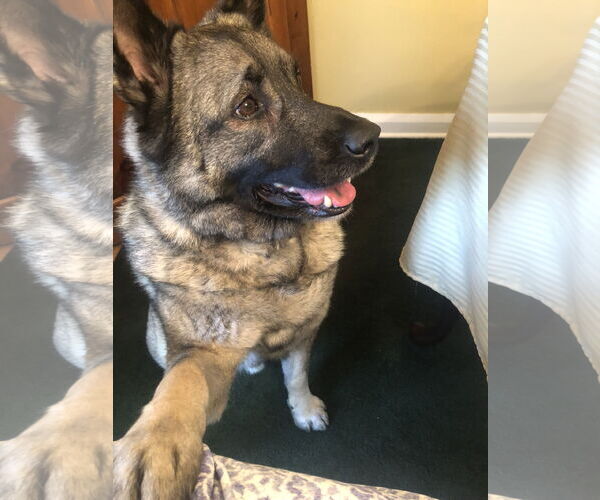 Medium Photo #12 Norwegian Elkhound Puppy For Sale in Doylestown, PA, USA