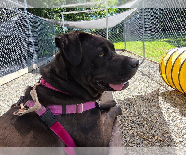 Medium Photo #25 American Staffordshire Terrier-Labrador Retriever Mix Puppy For Sale in Sayreville, NJ, NJ, USA