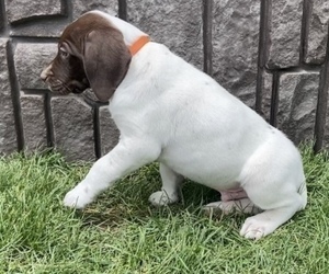 German Shorthaired Lab Puppy for Sale in LIMON, Colorado USA
