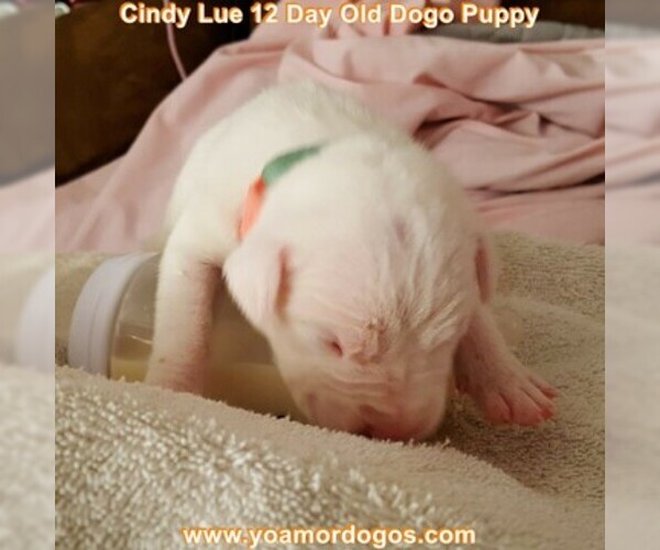 Medium Photo #28 Dogo Argentino Puppy For Sale in PINEVILLE, MO, USA