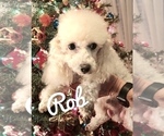 Small Photo #1 Poodle (Toy)-Yorkshire Terrier Mix Puppy For Sale in GEORGETOWN, TX, USA