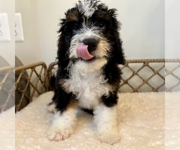 Medium Photo #3 Australian Mountain Dog Puppy For Sale in CULPEPER, VA, USA