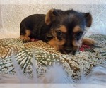 Small #7 French Bulldog-Yorkshire Terrier Mix