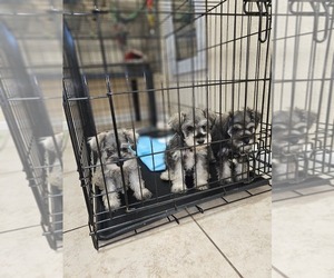 Schnauzer (Miniature) Puppy for sale in RIVERSIDE, CA, USA