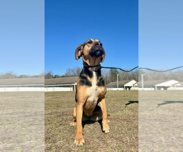 Medium Photo #2 Mutt Puppy For Sale in Rockaway, NJ, USA