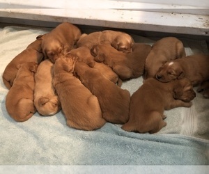 Golden Retriever Puppy for sale in CANBY, OR, USA