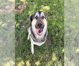 German Shepherd Dog-Unknown Mix Dogs for adoption in Modesto, CA, USA