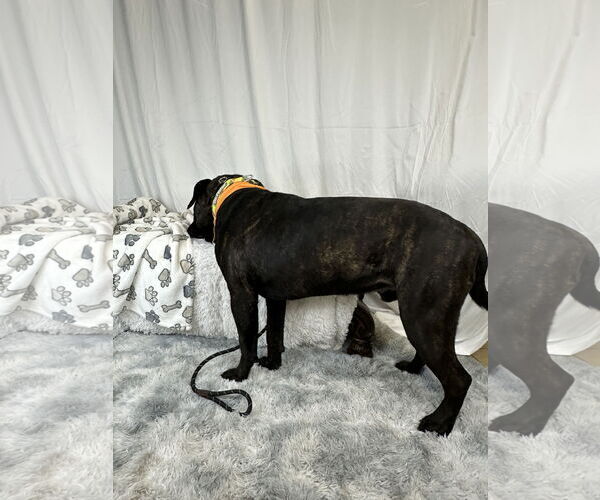 Medium Photo #6 Mastiff Puppy For Sale in Goodyear, AZ, USA