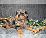Small #2 Bernedoodle (Miniature)