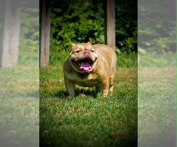 Medium Photo #9 French Bulldog-Unknown Mix Puppy For Sale in New York, NY, USA