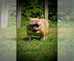 Small #8 French Bulldog Mix