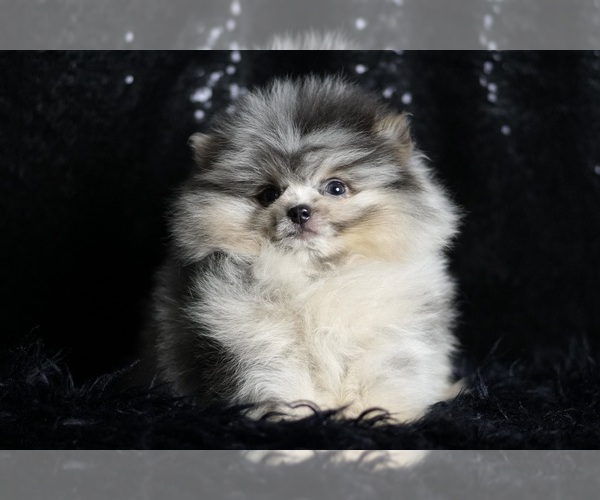 Medium Photo #8 Pomeranian Puppy For Sale in WARSAW, IN, USA