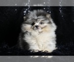 Small #7 Pomeranian