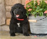 Image preview for Ad Listing. Nickname: Gypsy