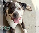 Small #1 Staffordshire Bull Terrier