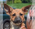 Small #4 German Shepherd Dog Mix