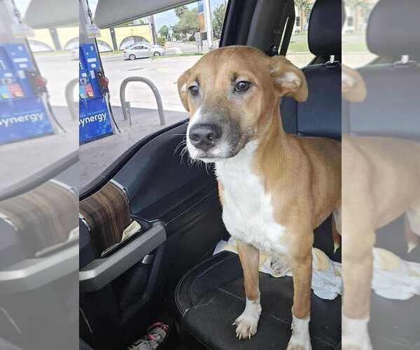 Medium Photo #5 Jack Chi Puppy For Sale in New York, NY, USA