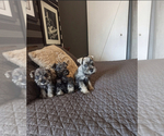Small Photo #3 Schnauzer (Miniature) Puppy For Sale in SAN DIEGO, CA, USA