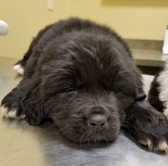 Newfoundland Puppy for sale in FAYETTEVILLE, NC, USA