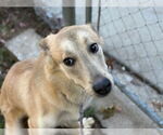 Small Carolina Dog-German Shepherd Dog Mix