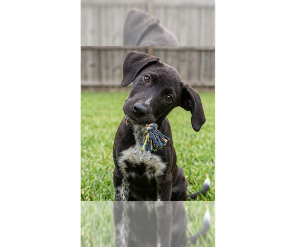 Medium Photo #1 Labrador Retriever-Unknown Mix Puppy For Sale in Grovertown, IN, USA