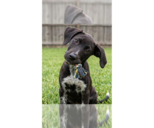 Labrador Retriever-Unknown Mix Dogs for adoption in Grovertown, IN, USA
