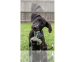 Small Labrador Retriever Mix