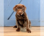 Puppy Flurry Labrador Retriever
