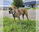 Small Photo #39 American Bulldog Puppy For Sale in Fargo, ND, USA