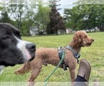 Small Photo #1 Goldendoodle Puppy For Sale in HARTFORD, CT, USA
