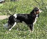 Small Photo #1 Cavalier King Charles Spaniel Puppy For Sale in LAWSON, MO, USA