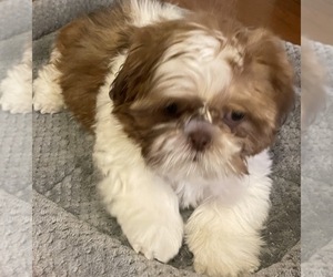 Shih Tzu Puppy for sale in SHELBYVILLE, KY, USA