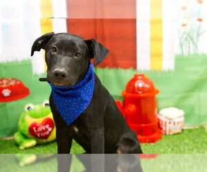 German Shepherd Dog-Unknown Mix Dogs for adoption in Placerville, CA, USA