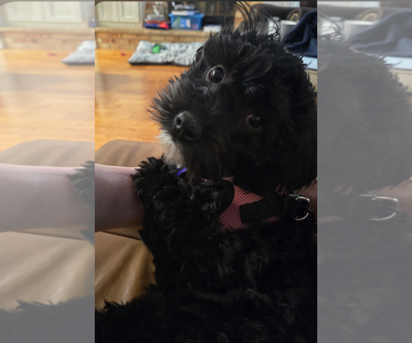 Medium Photo #1 Shih Tzu Puppy For Sale in Sioux Falls, SD, USA