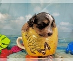 Image preview for Ad Listing. Nickname: Einstein