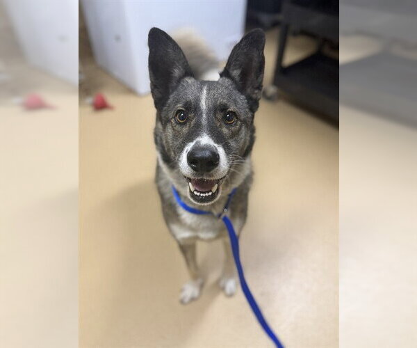 Medium Photo #1 German Shepherd Dog-Unknown Mix Puppy For Sale in Chula Vista, CA, USA