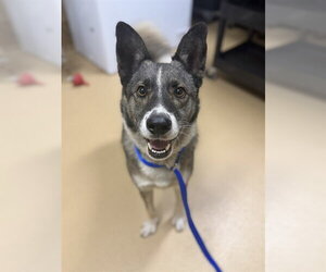German Shepherd Dog-Unknown Mix Dogs for adoption in Chula Vista, CA, USA