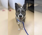 TUPLE - Male German Shepherd Dog-Unknown Mix Dog for Adoption - Small photo