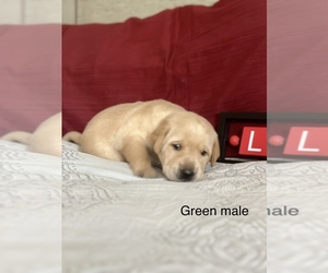Labrador Retriever Puppy for sale in INVERNESS, FL, USA