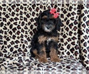 Cock-A-Poo Puppy for sale in LAKELAND, FL, USA