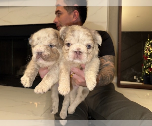 Medium Photo #5 French Bulldog Puppy For Sale in SAN DIEGO, CA, USA