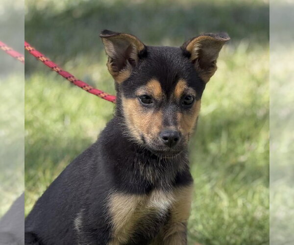 Medium Photo #3 Mutt Puppy For Sale in Yardley, PA, USA